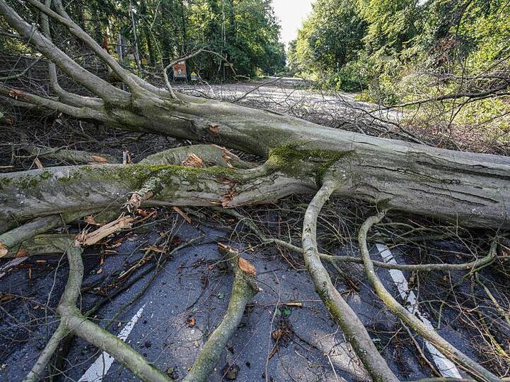 Umgestürzte Bäume in Wiesbaden.