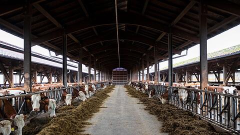 Die Tiere im Stall haben frische Luft, Regen, Sonne und Schatten.