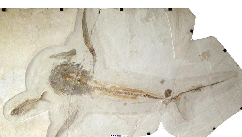 Fossil (Teile wurden rekonstruiert) eines 93 Millionen Jahre alten "Adlerhais".