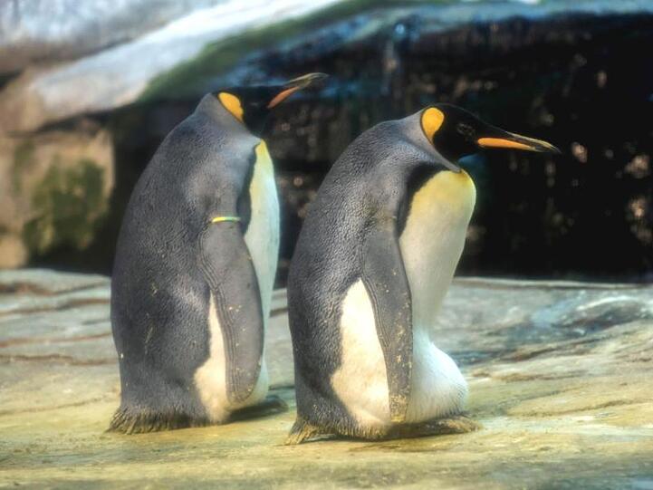 Die schwulen Königspinguine Skipper und Ping in ihrem Gehege im Zoo. Die beiden Pinguin-Männer verhielten sich wie vorbildliche Eltern und wärmten das Ei abwechselnd in ihrer Bauchfalte, sagte der Zoosprecher.