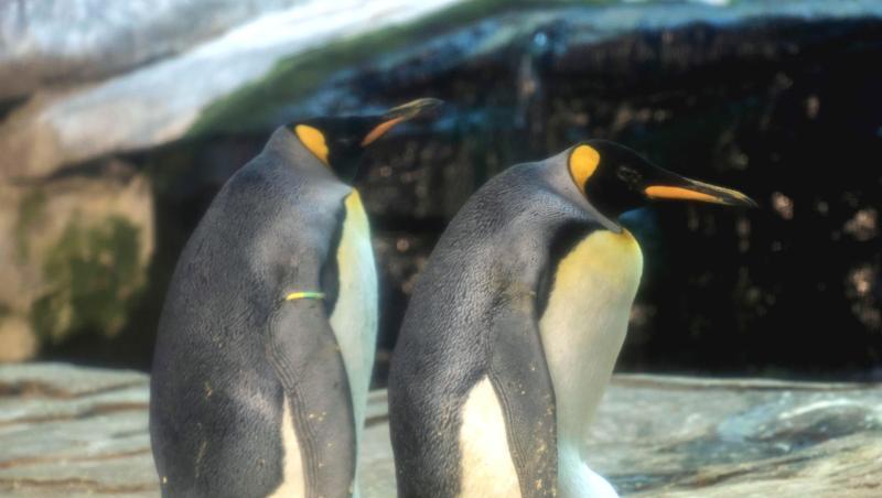 Die schwulen Königspinguine Skipper und Ping in ihrem Gehege im Zoo. Die beiden Pinguin-Männer verhielten sich wie vorbildliche Eltern und wärmten das Ei abwechselnd in ihrer Bauchfalte, sagte der Zoosprecher. Die schwulen Königspinguine Skipper und Ping in ihrem Gehege im Zoo. Die beiden Pinguin-Männer verhielten sich wie vorbildliche Eltern und wärmten das Ei abwechselnd in ihrer Bauchfalte, sagte der Zoosprecher.