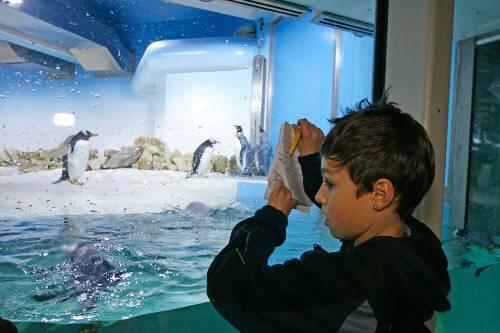 Wer betrachtet hier wen? Bei den kleinen Besuchern sind die Pinguine besonders beliebt.
