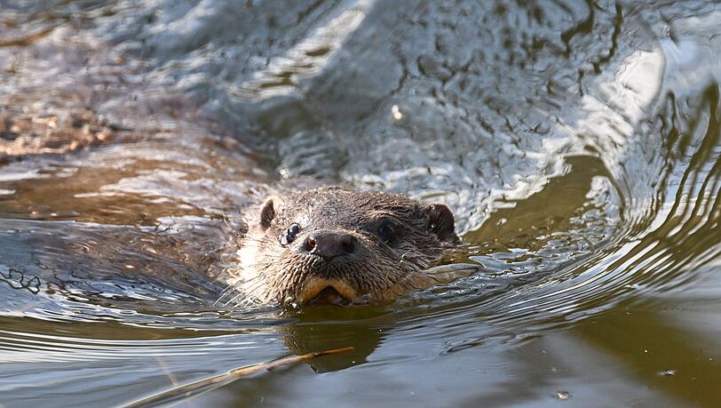 Nach einem Beschluss des Verwaltungsgerichts Bayreuth bleibt die Tötung der streng geschützten Fischotter in Ausnahmefällen möglich. (Archivbild)