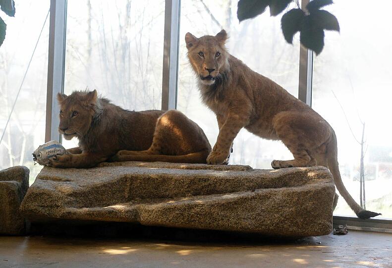 Zwei einjährige Löwenjungs wohnen seit einigen Tagen im Tierpark Hellabrunn. Und der TSV 1860 hat für sie eine Patenschaft übernommen. Klicken Sie durch die besten Aufnahmen von den verspielten Tieren!