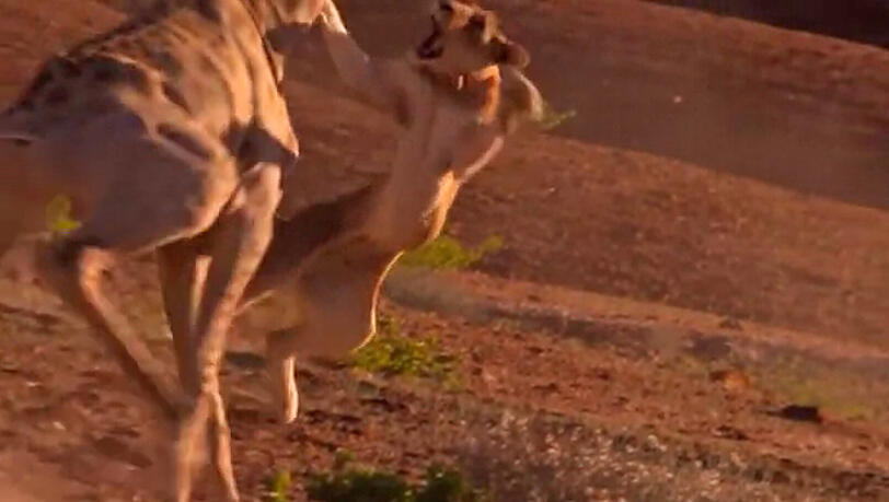 Auch wenn der Angriff noch so artistisch aussehen mag, für die Löwin gab's in diesem tierischen Duell nichts zu holen. Auch wenn der Angriff noch so artistisch aussehen mag, für die Löwin gab's in diesem tierischen Duell nichts zu holen.