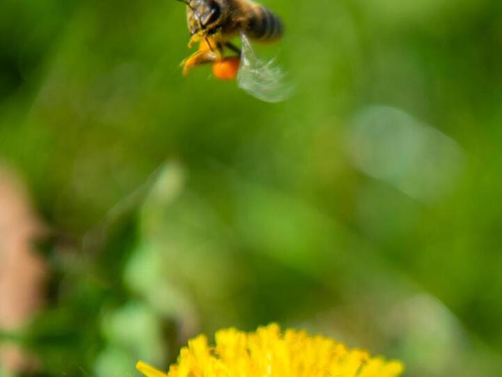 Eine mit Pollen schwer beladene Biene hebt von einem Löwenzahn ab. Foto: Nicolas Armer/Archivbild