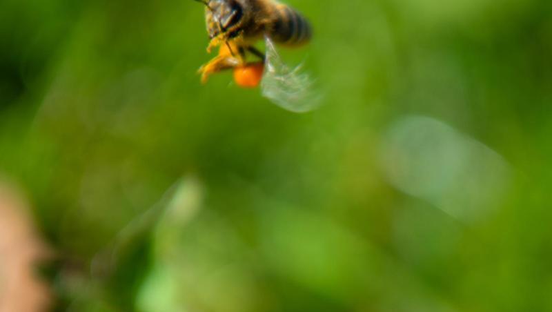 Eine mit Pollen schwer beladene Biene hebt von einem Löwenzahn ab. Foto: Nicolas Armer/Archivbild Eine mit Pollen schwer beladene Biene hebt von einem Löwenzahn ab. Foto: Nicolas Armer/Archivbild