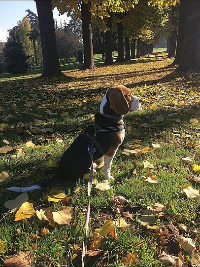 Sam