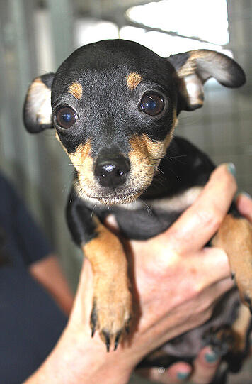 Pinscher-Welpe Pinocchio hat die Isolation seit gestern hinter sich.