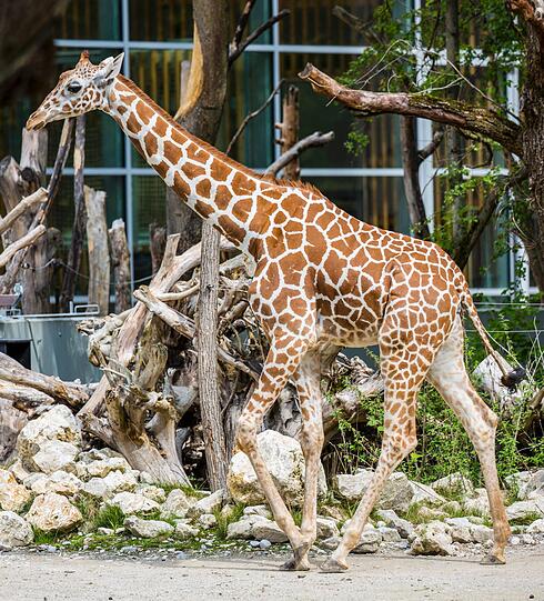Neuankömmling in Hellabrunn: Giraffen-Dame Taziyah kam am 4. September aus dem Zoo Brno in Tschechien