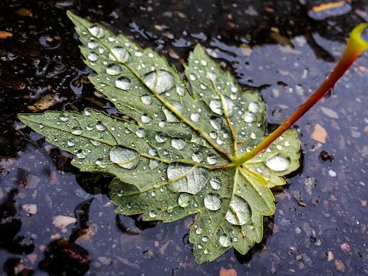 Bei grauem und regnerischem Wetter liegen Regentropfen auf einem Blatt. Foto: Christoph Schmidt/dpa/Archivbild