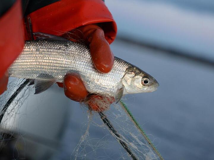Eine Berufsfischerin hält auf dem Bodensee ein Felchen in der Hand. Foto: Felix Kästle/Archivbild