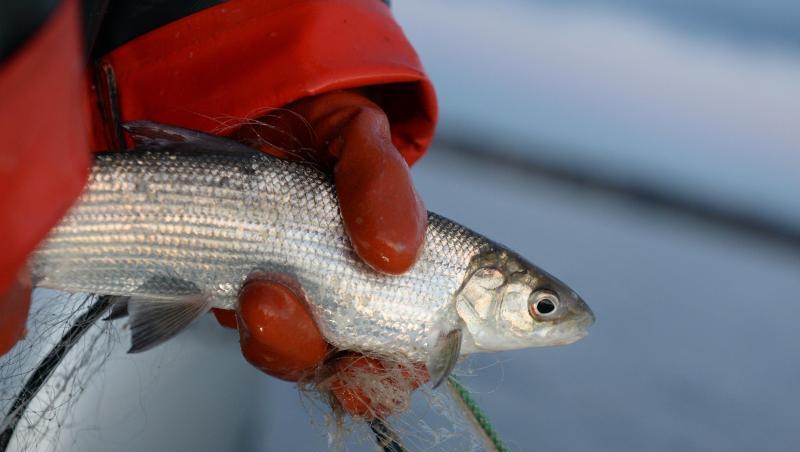Eine Berufsfischerin hält auf dem Bodensee ein Felchen in der Hand. Foto: Felix Kästle/Archivbild Eine Berufsfischerin hält auf dem Bodensee ein Felchen in der Hand. Foto: Felix Kästle/Archivbild