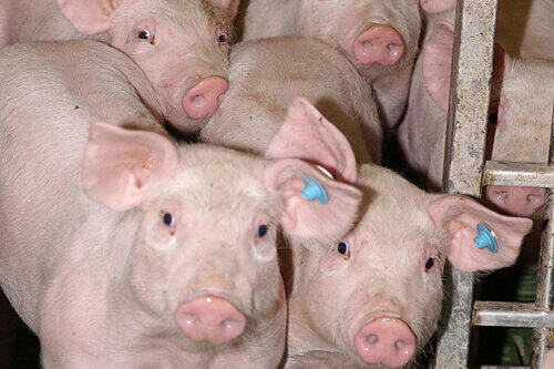 Ein geplanter Schweinemastbetrieb nahe eines jüdischen Friedhofs beschäftigt die Juristen.