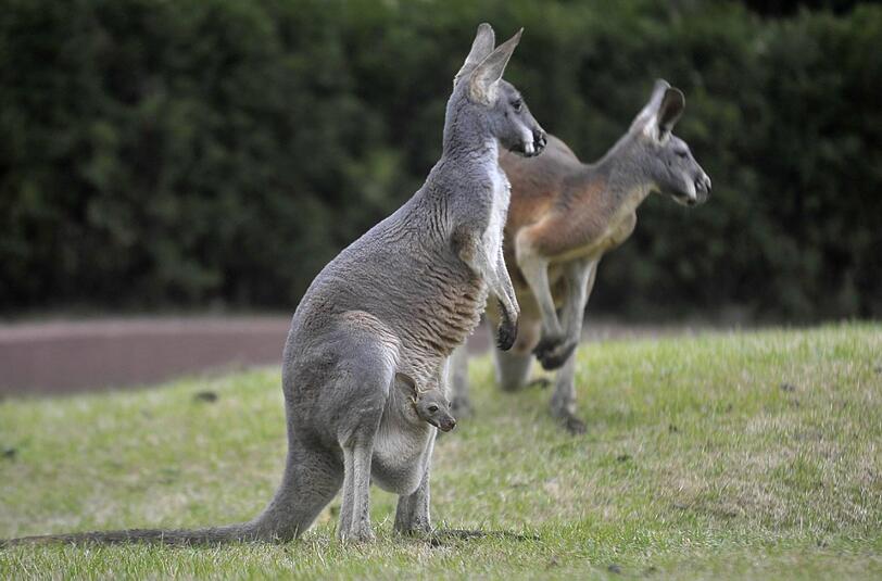 In Australien sollen 17 Kängurus gezielt überfahren worden sein.