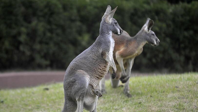 In Australien sollen 17 Kängurus gezielt überfahren worden sein. In Australien sollen 17 Kängurus gezielt überfahren worden sein.