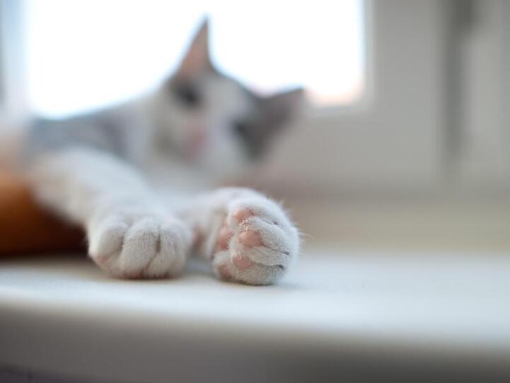 Ein junger Kater liegt auf einer Fensterbank. Foto: picture alliance / dpa/Archivbild