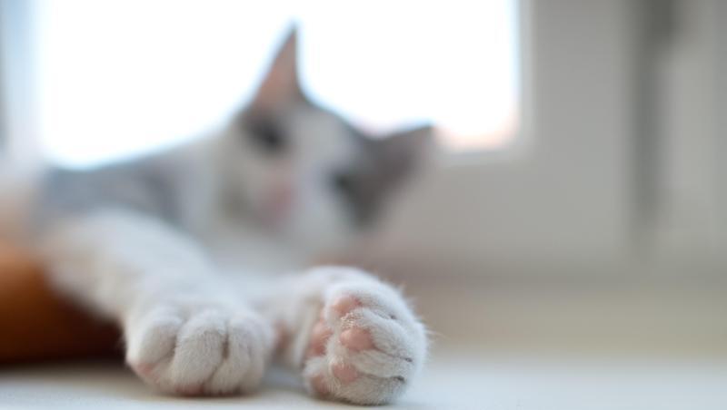 Ein junger Kater liegt auf einer Fensterbank. Foto: picture alliance / dpa/Archivbild Ein junger Kater liegt auf einer Fensterbank. Foto: picture alliance / dpa/Archivbild