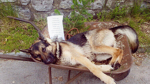Wenige Minuten nach dem Drama: Die Rosenwirths haben ihren toten Hund im Schubkarren vom Nachbar-Grundstück geholt. Wenige Minuten nach dem Drama: Die Rosenwirths haben ihren toten Hund im Schubkarren vom Nachbar-Grundstück geholt.