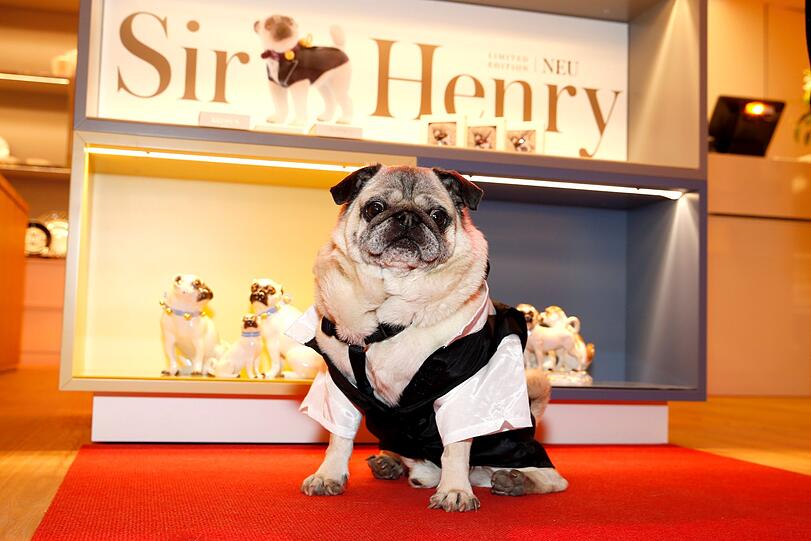 Mops Sir Henry