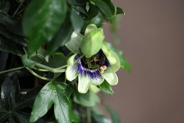 Die Passionsblume soll an die Wundmale Jesu erinnern. An einigen Sorten wächst die Passionsfrucht. Die Passionsblume soll an die Wundmale Jesu erinnern. An einigen Sorten wächst die Passionsfrucht.