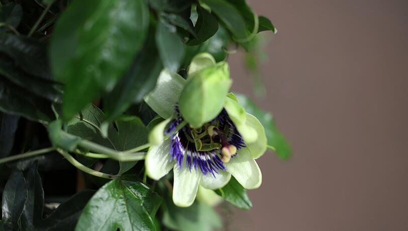 Die Passionsblume soll an die Wundmale Jesu erinnern. An einigen Sorten wächst die Passionsfrucht. Die Passionsblume soll an die Wundmale Jesu erinnern. An einigen Sorten wächst die Passionsfrucht.
