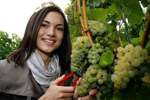 Zur offiziellen Eröffnung der Weinlese zeigt die Fränkische Weinkönigin Anna Saum Silvaner-Trauben.