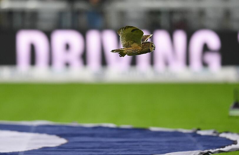 Eine Eule hatte sich am Montagabend zum Spiel des TSV 1860 und Kapitän Christopher Schindler in der Allianz Arena gegen den KSC verirrt.