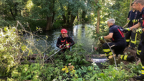 Baumstämme im Auer Mühlbach hatten Schwimmer in Gefahr gebracht.