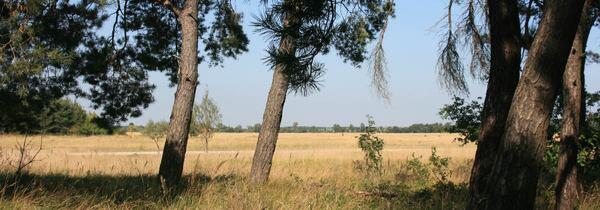 Lichter Kiefernwald als Lebensraum seltener Arten. U. Hochrein