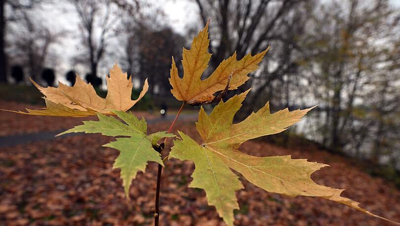 Der Deutsche Wetterdienst gibt seine Bilanz f&uuml;r den Herbst bekannt. (Symbolbild)