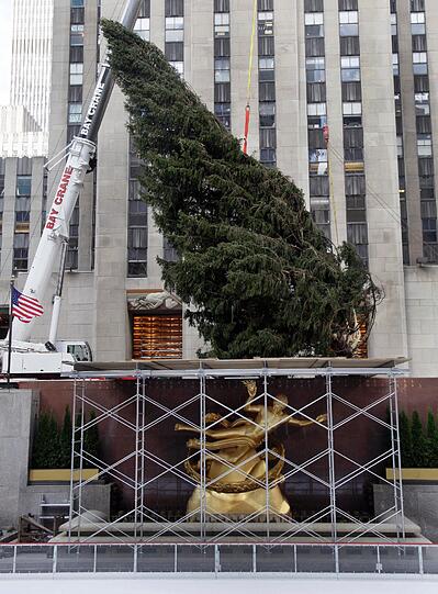 Der diesjährige Baum ist eine etwa 27 Meter hohe Fichte. Sie wuchs im US-Bundesstaat New Jersey und wurde bereits am 14. November auf der Rockefeller Plaza aufgestellt.