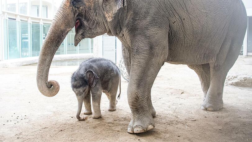 Das Elefantenbaby Otto und seine Mutter, Elefantenkuh Temi. Das Elefantenbaby Otto und seine Mutter, Elefantenkuh Temi.