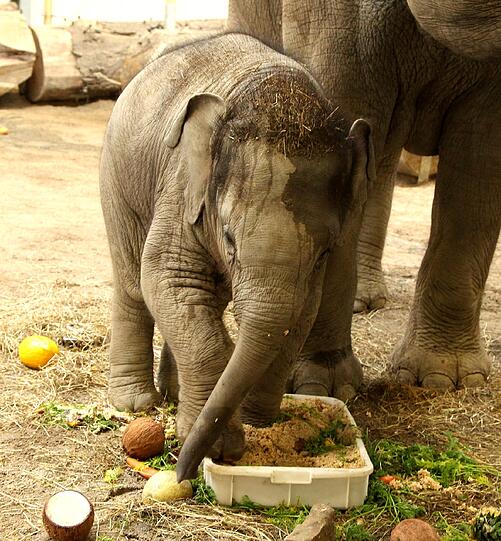 Der sieben Monate Elefantenbulle aus dem Münchner Tierpark Hellabrunn ist am Freitag auf den Namen Ludwig getauft worden. Die süßen Fotos.