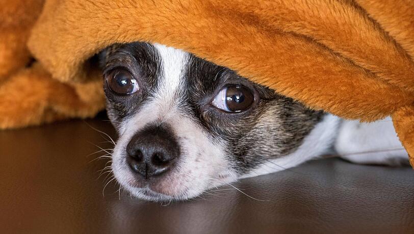 Angst erkennen: Viele Hunde ziehen sich bei Unsicherheit zurück. In solchen Momenten ist Ihre ruhige Präsenz wichtiger als jedes Wort.