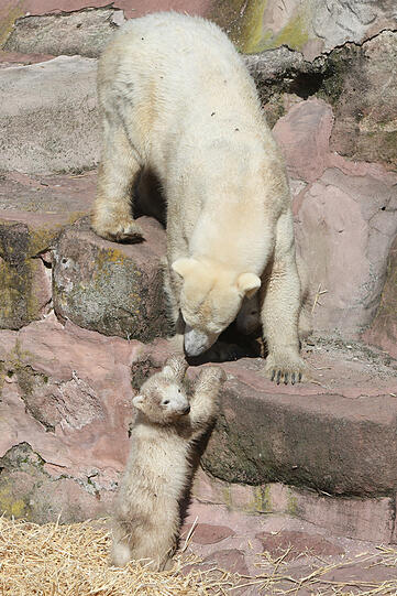 Unsere Eisbärchen Aleut und Gregor mit Mama Vera bei ihrem ersten Ausflug im Freigehege.