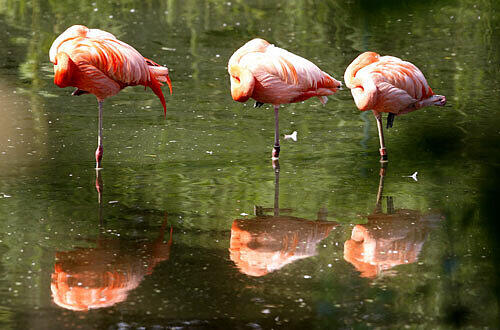 Flamingos im Zoo-Camp