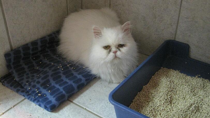 Wenn Sie diese Katze kennen, dann melden Sie sich im Tierheim.