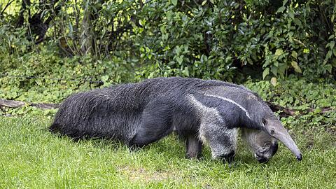 Ameisenbär Inca im Tierpark Hellabrunn. Das Tier kommt aus dem Zoo Zürich und soll die nächsten Jahre im Münchner Tierpark leben.