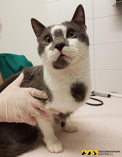 Wer seine Katze erkennt, solle sich melden.