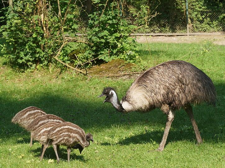 Mittlerweile sind die kleinen Emus knapp zweieinhalb Monate alt, und auf der Hellabrunner Gemeinschaftsanlage von Emus und Riesenkängurus ist einiges geboten