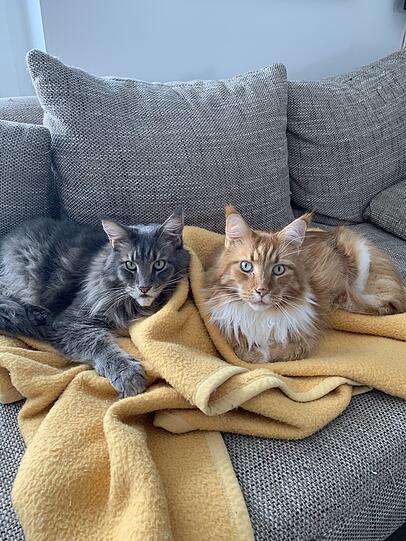 Bubi und Kion