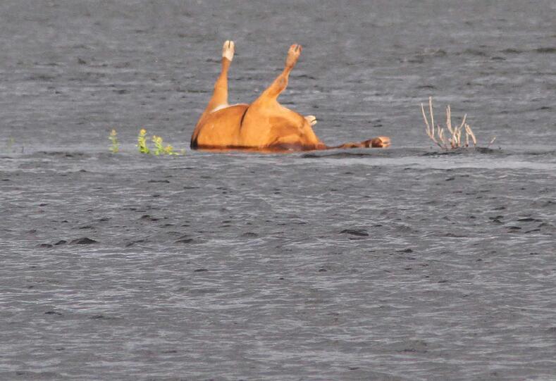 Die Behörden in Niedersachsen warnen vor einem mit
Milzbrand infizierten Kuh-Kadaver in der Elbe. Das im Landkreis
Stendal in Sachsen-Anhalt in den Fluss gestürzte Tier treibe derzeit
möglicherweise durch den Landkreis Lüchow-Dannenberg, sagte eine
Sprecherin am Donnerstag.