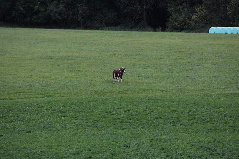 In einer spektakulären Aktion hat die Feuerwehr einen in der Nacht von Samstag auf Sonntag ausgebrochenen Stier wieder eingefangen - die Bilder.