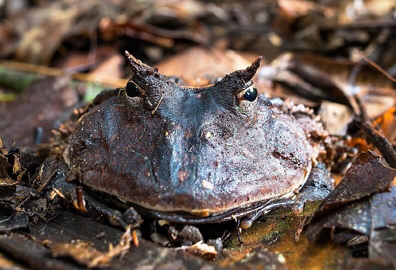 Perfekt getarnt lauert der Hornfrosch im Laub auf Beute.