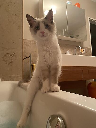 Leopold