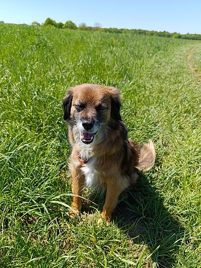 Ricky ist seit 7 Monaten Teil meines Lebens und kommt jeden Tag mit mir ins Pflegeheim zur Arbeit. Dort ist sie so beliebt. Am Morgen springt sie freudig ins Haus, begrüßt alle Bewohner/innen, die im Aufenthaltsraum sitzen und lässt sich von jedem gerne streicheln. Den Senioren tut das richtig gut.