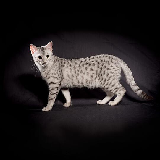 Viele Liebhaber alter Katzenrassen behaupten gerne, ihre Rasse lasse sich bis ins alte Ägypten zurückverfolgen. Bei der Ägyptischen Mau stimmt diese Behauptung auch! Sie kommt aus dieser Region und ihre Vorfahren finden sich auf Kunstwerken, die vor etwa 3 000 Jahren entstanden. Genau genommen wurden diese hochintelligenten Katzen als Jagdtiere benutzt, lange bevor sie als Götter verehrt wurden.