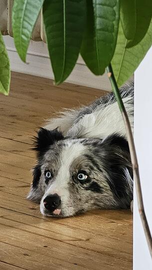Pepper: Weil er so ist wie er ist. Einfach ein Seelenhund. Jede Stimmung auffängt und für meinen autistischen Sohn und meinen Partner ein Fels in der Brandung ist.