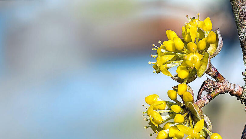 Der gelbe Hartriegel blüht sehr früh und ist daher für viele Insekten die erste Nahrung im Jahr. Der gelbe Hartriegel blüht sehr früh und ist daher für viele Insekten die erste Nahrung im Jahr.